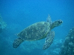 Turtle Pose on Maui